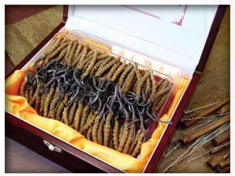 南部冬虫夏草回收